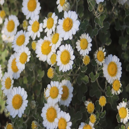 アシズリノジギクの花