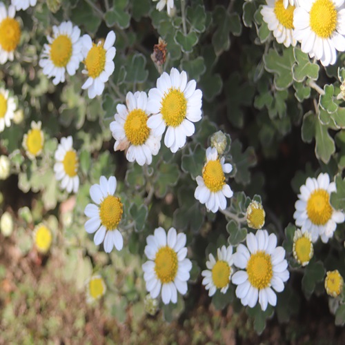 アシズリノジギクの花