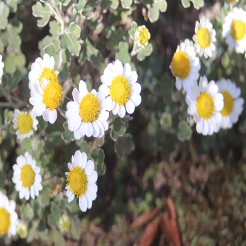 アシズリノジギクの花