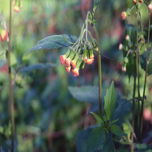 ベニバナボロギクの花