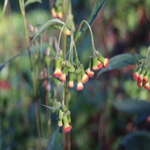 ベニバナボロギクの花