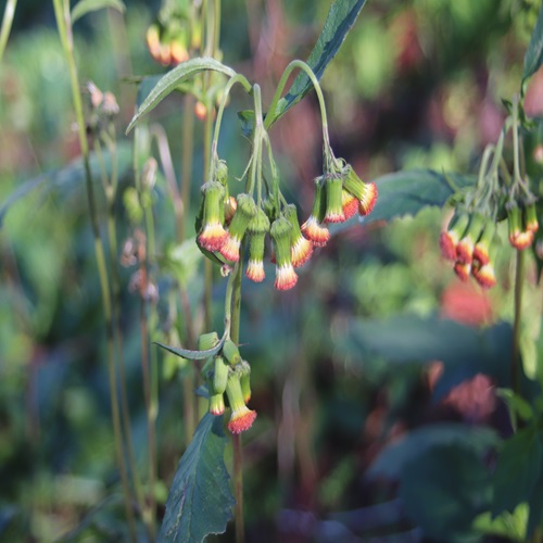 ベニバナボロギクの花