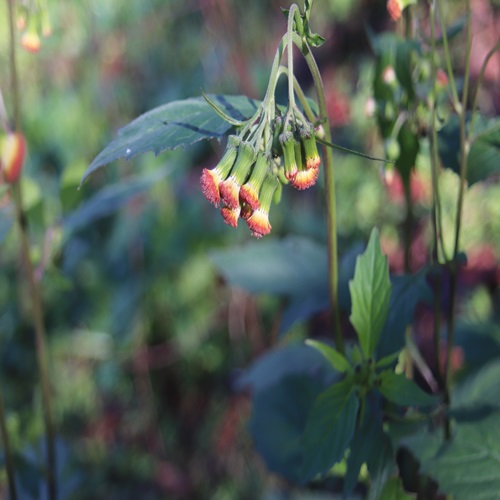 ベニバナボロギクの花