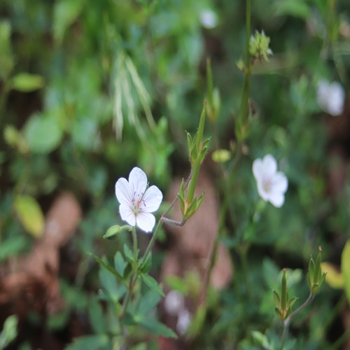 ゲンノショウコの花