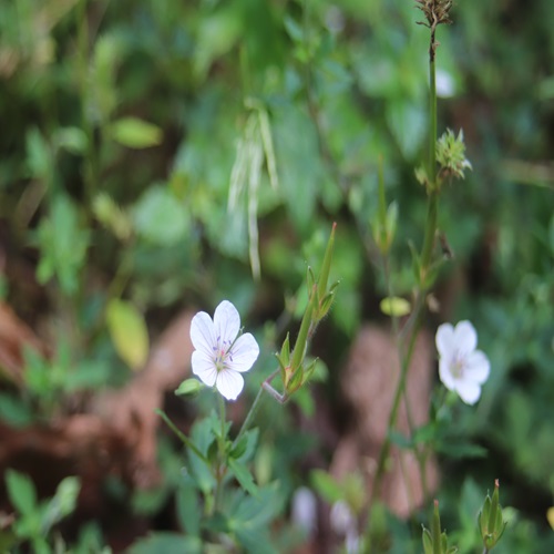 ゲンノショウコの花