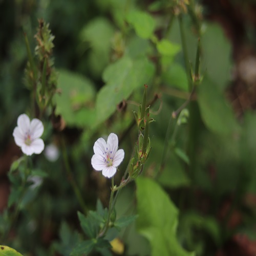 ゲンノショウコの花