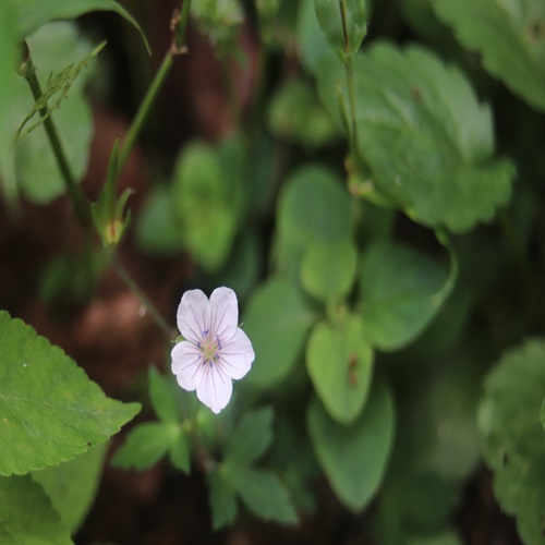 ゲンノショウコの花