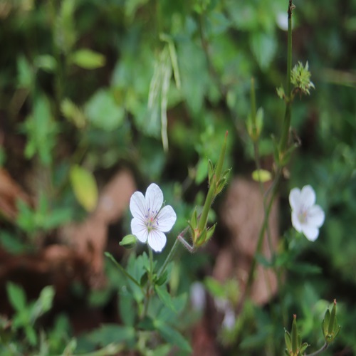 ゲンノショウコの花