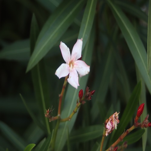 キョウチクトウの花