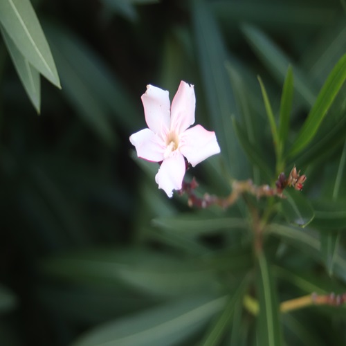 キョウチクトウの花