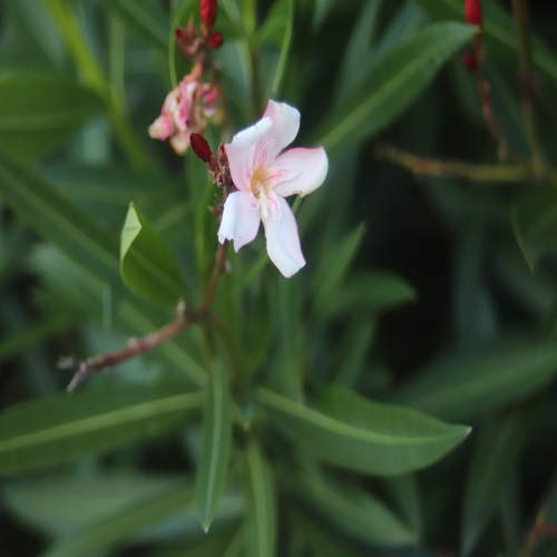 キョウチクトウの花