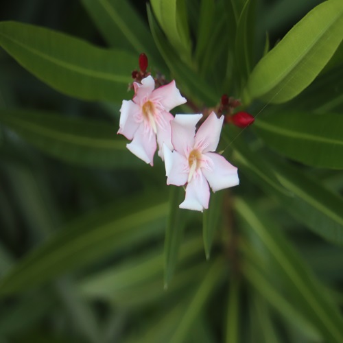 キョウチクトウの花