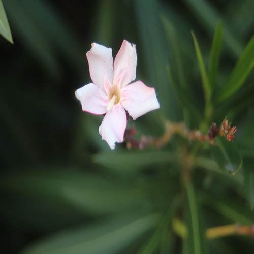 キョウチクトウの花