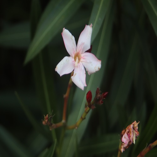 キョウチクトウの花