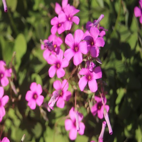 イモカタバミの花