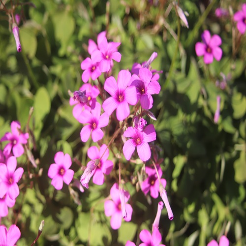 イモカタバミの花