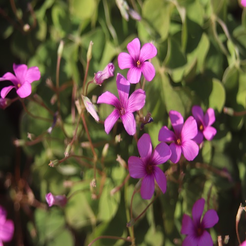 イモカタバミの花