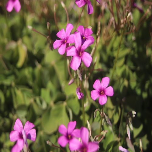 イモカタバミの花