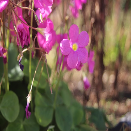 ハナカタバミの花