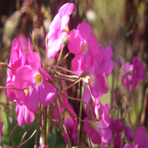 ハナカタバミの花