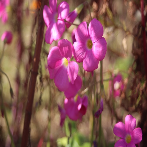 ハナカタバミの花