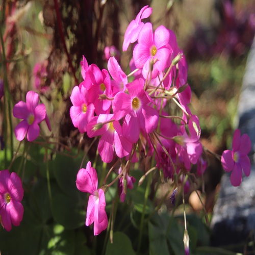 ハナカタバミの花