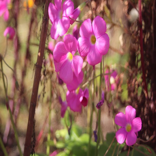 ハナカタバミの花