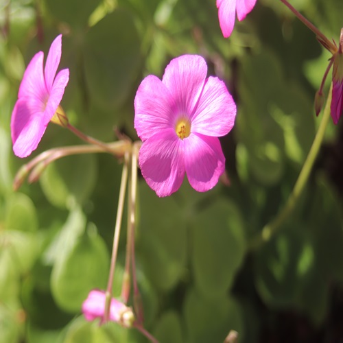 ハナカタバミの花