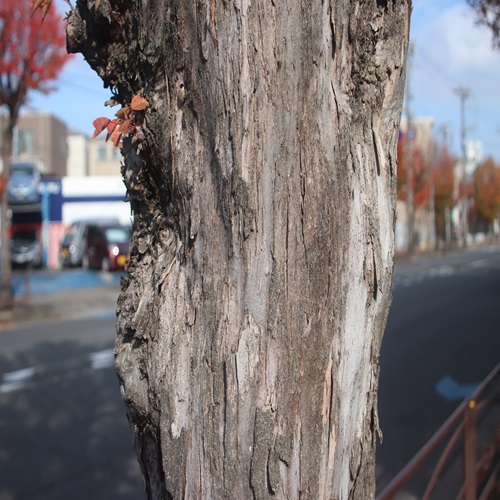 トウカエデの樹皮