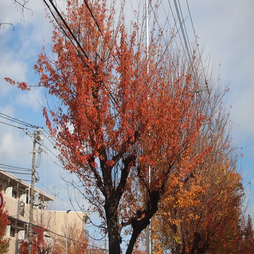 トウカエデの紅葉