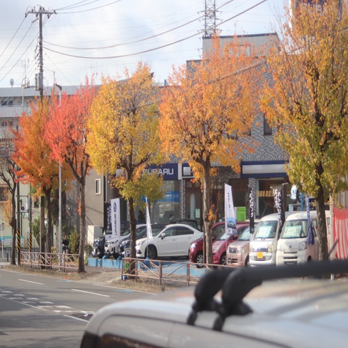 トウカエデの紅葉の並木