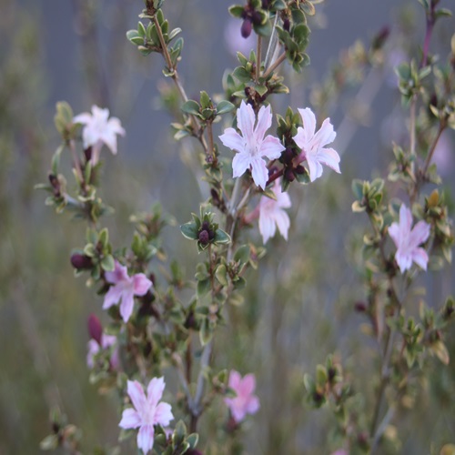 ハクチョウゲの花