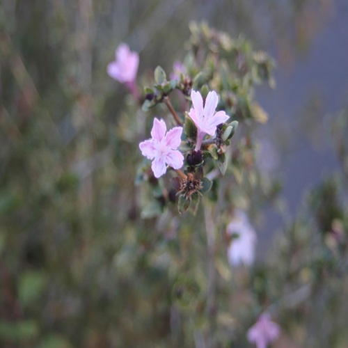 ハクチョウゲの花