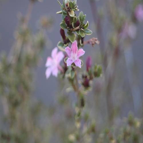 ハクチョウゲの花