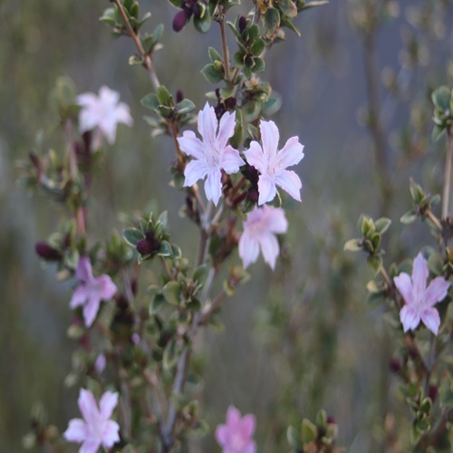 ハクチョウゲの花