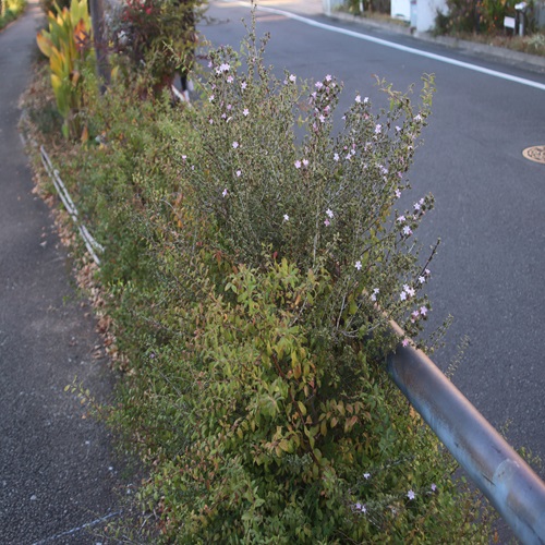 ハクチョウゲの全体像