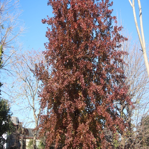 フウの紅葉