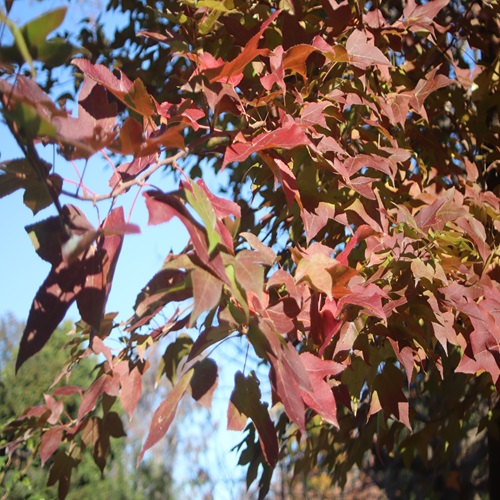 フウの紅葉　