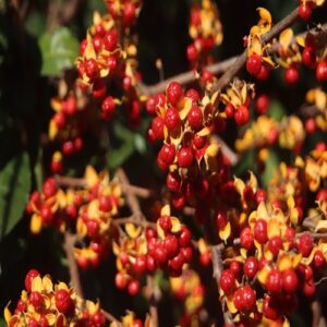 ツルウメモドキの実