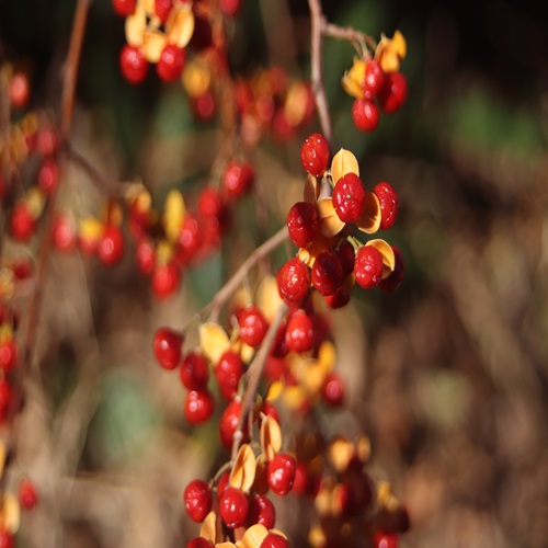 ツルウメモドキの実