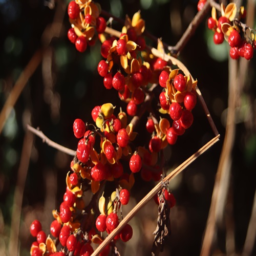 ツルウメモドキの実