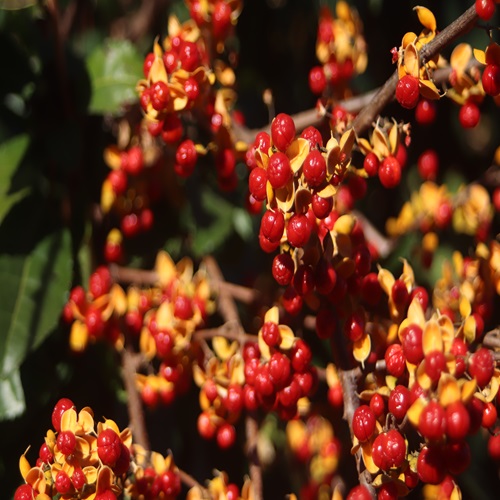 ツルウメモドキの実