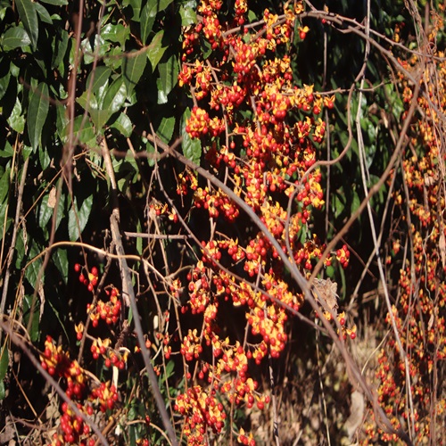 ツルウメモドキの実　全体像