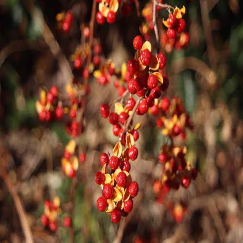 ツルウメモドキの実