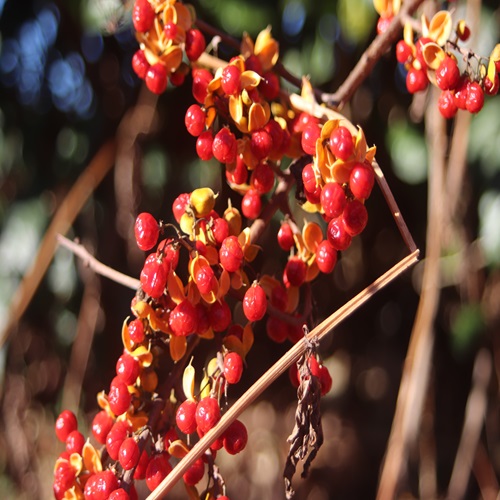 ツルウメモドキの実