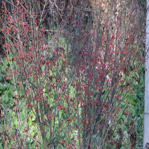 コマユミの全体像