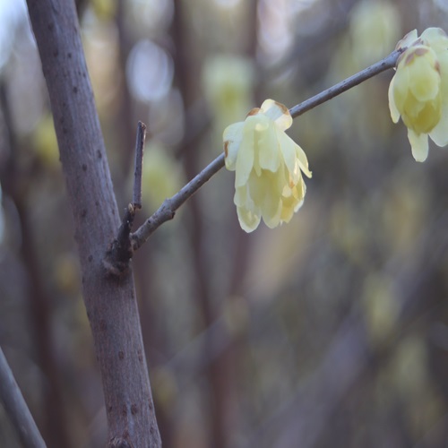 ソシンロウバイの花