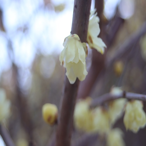ソシンロウバイの花