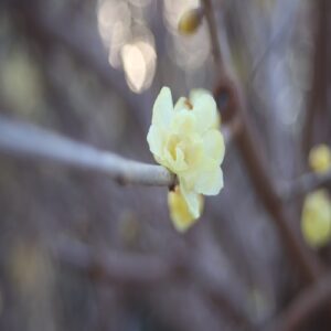 ソシンロウバイの花