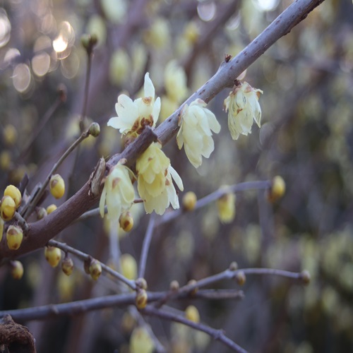 ソシンロウバイの花